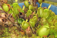 �n�\�ɕ��Ԍ^.